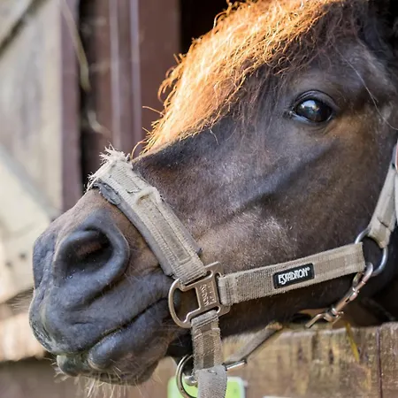 Fachwerkhaus - Sueden Unten - Bauernhof Hopp Vadersdorf アパート *