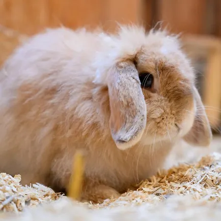 Fachwerkhaus - Sueden Unten - Bauernhof Hopp Vadersdorf *