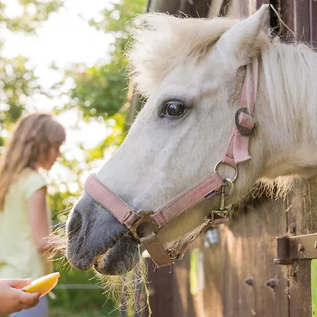 Fachwerkhaus - Sueden Unten - Bauernhof Hopp Vadersdorf アパート *