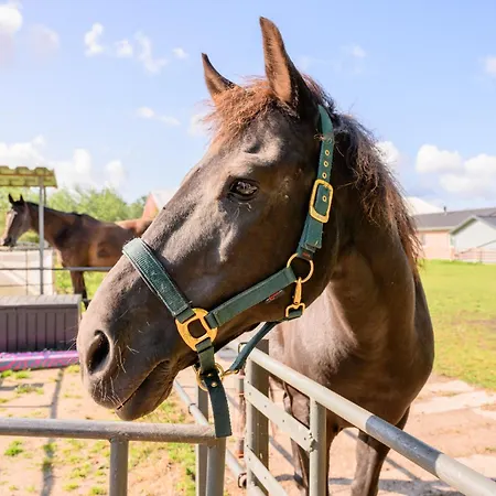 Fachwerkhaus - Sueden Unten - Bauernhof Hopp Vadersdorf *